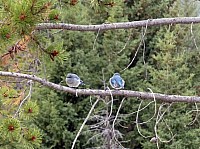 Yellowstone (67).JPG